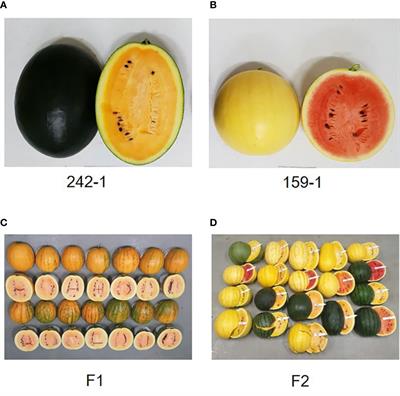 High-quality genome assembly and genetic mapping reveal a gene regulating flesh color in watermelon (Citrullus lanatus)